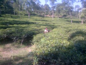 tea estate1