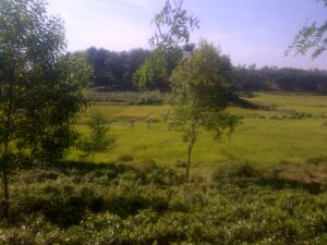 tea estate2