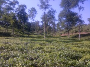 tea estate3