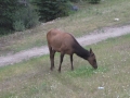 Wapiti