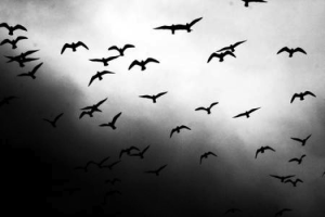 birds in sky